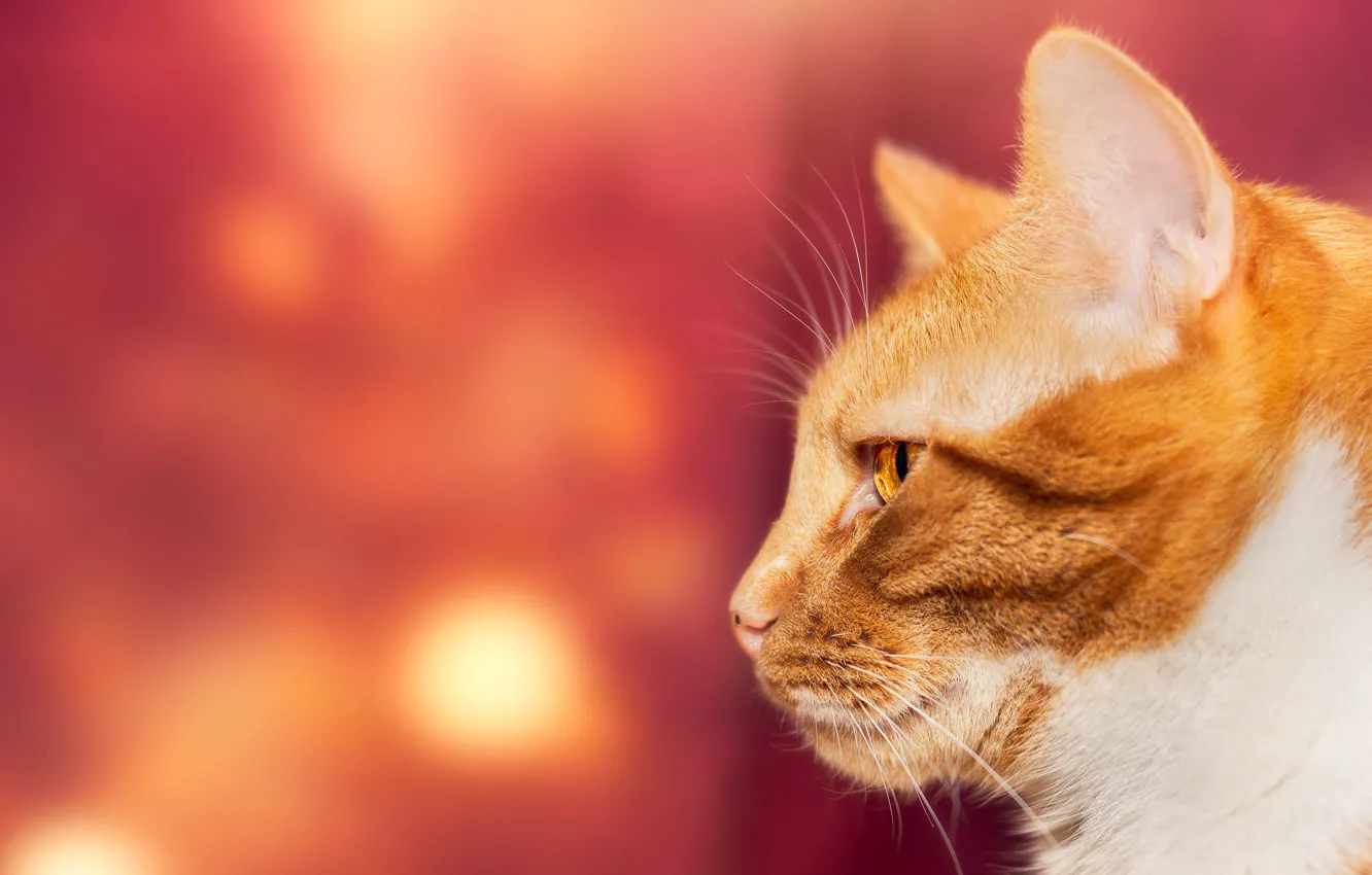 Photo wallpaper cat, cat, look, face, close-up, red, background, portrait