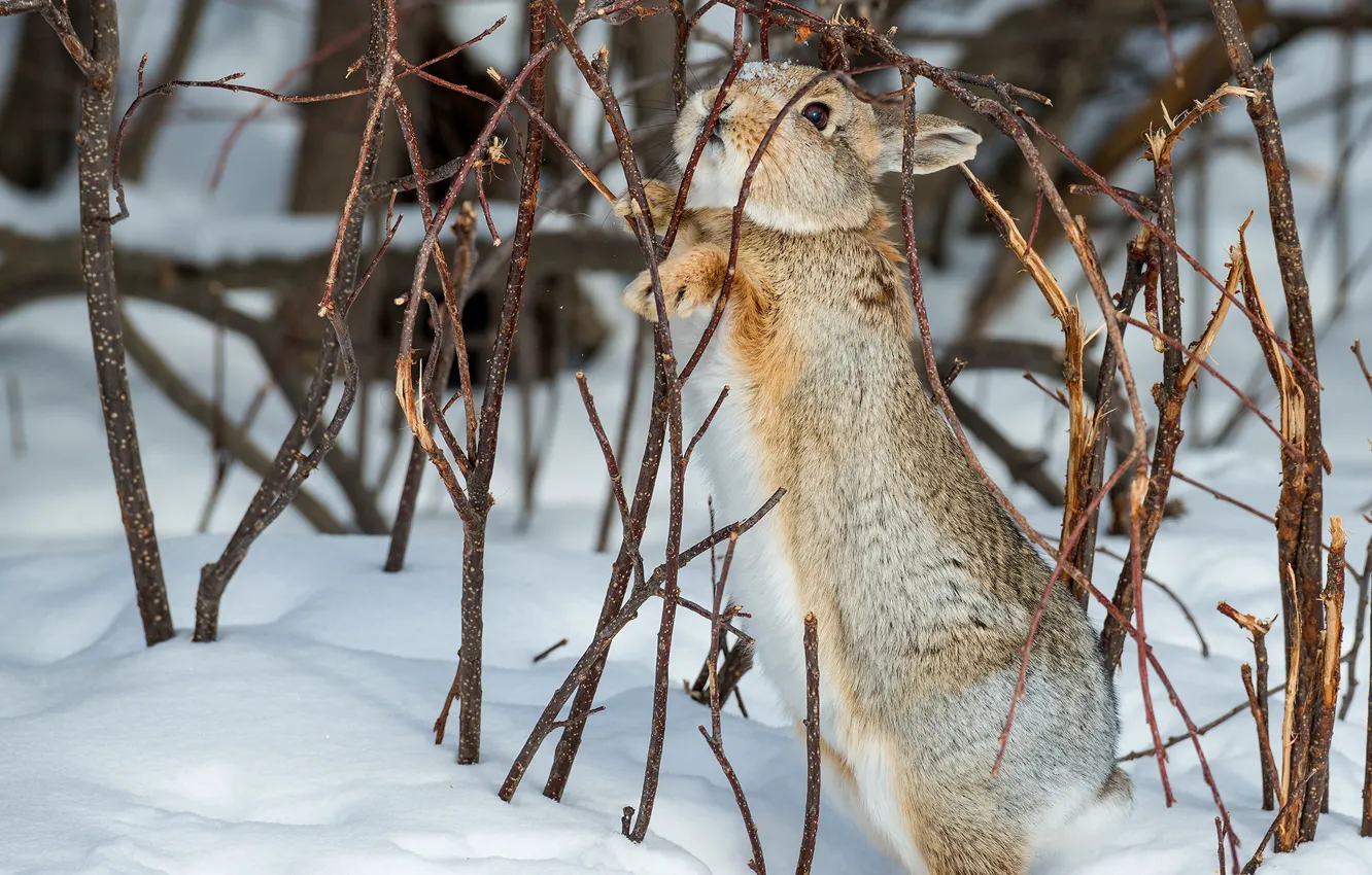 Photo wallpaper winter, snow, rabbit, rabbit, twigs