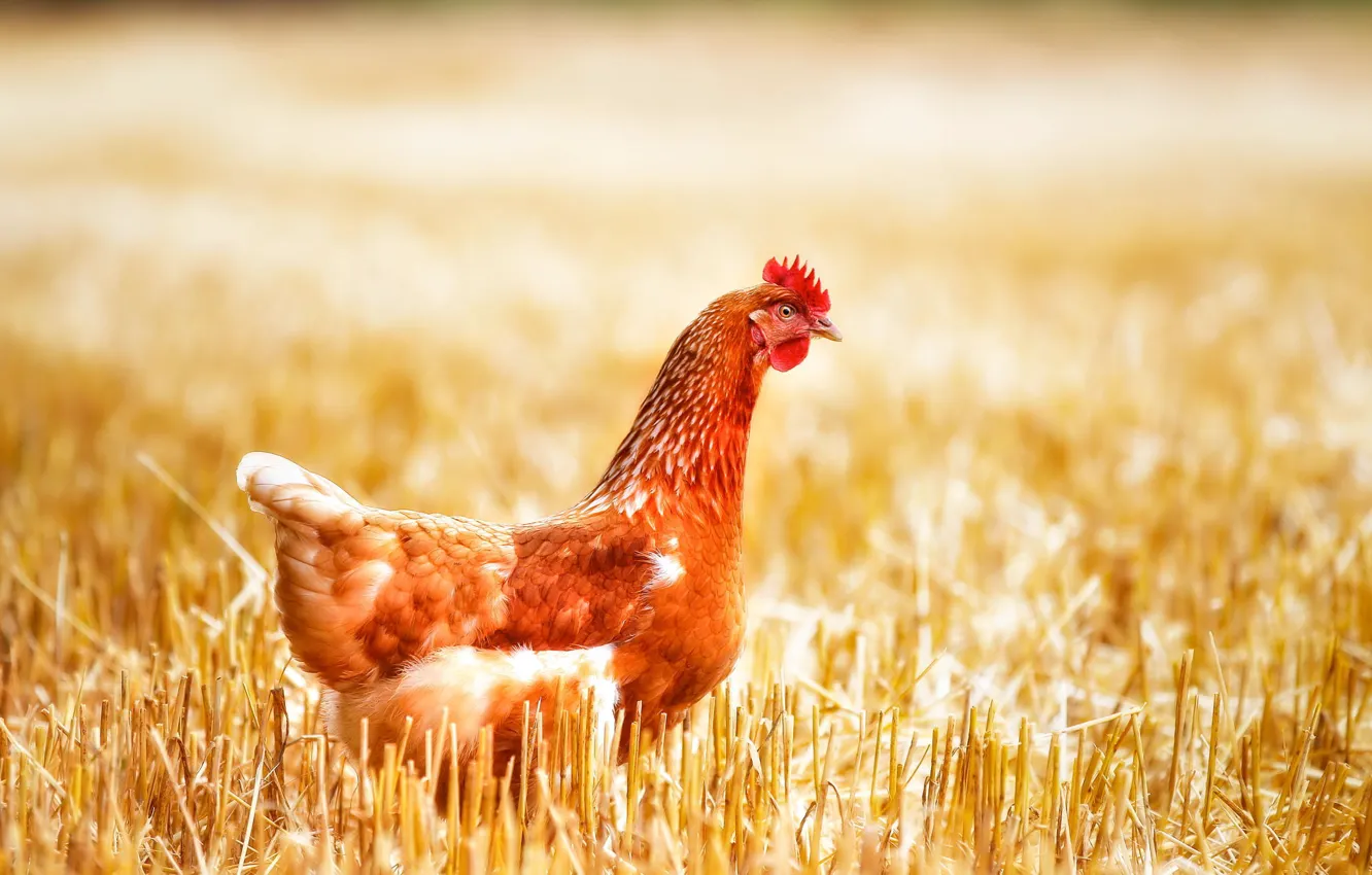 Photo wallpaper field, macro, chicken, red