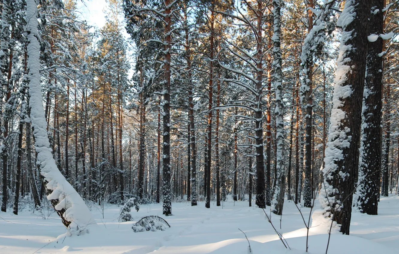 Photo wallpaper forest, snow, trees, nature, photo