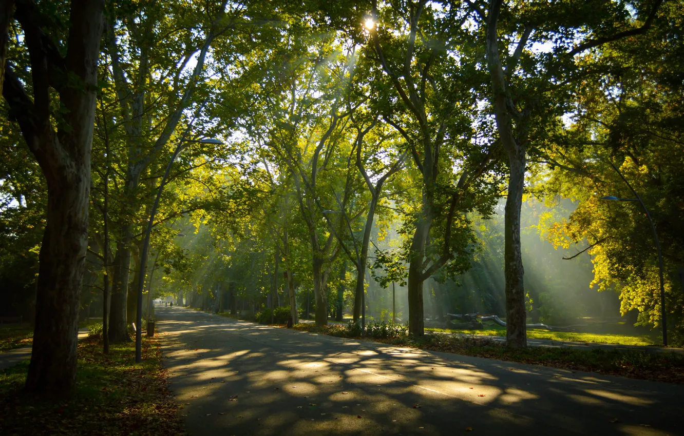 Photo wallpaper road, greens, forest, summer, the sun, rays, light, trees