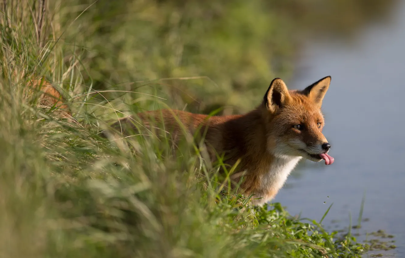 Photo wallpaper language, grass, face, shore, Fox, drink, pond