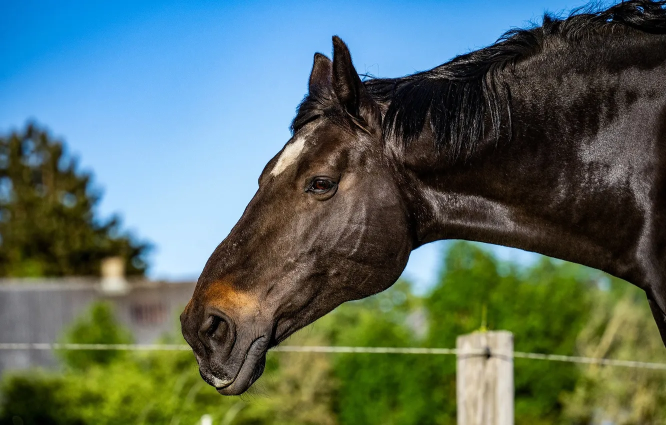 Photo wallpaper trees, horse, head, fence, neck, corral, black