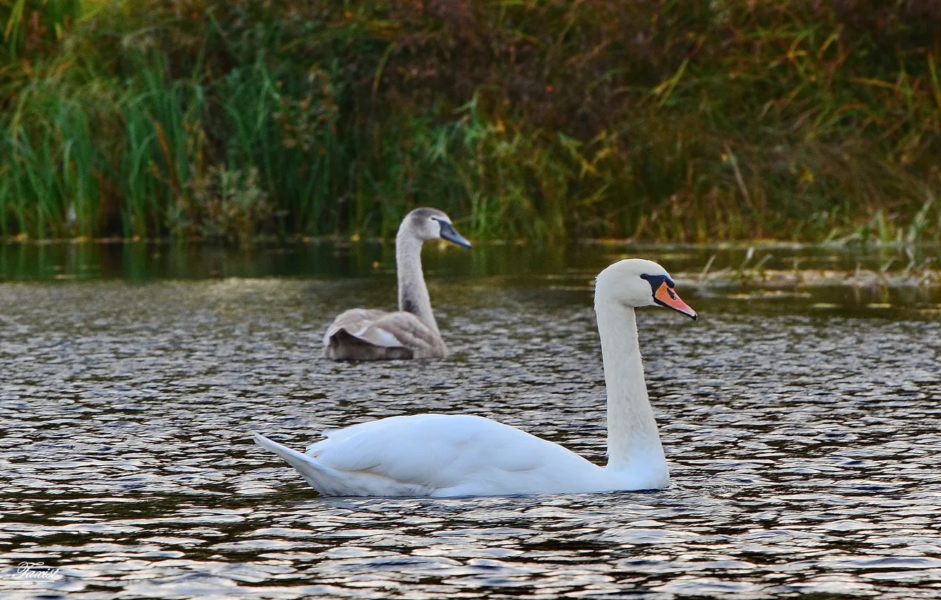 Photo wallpaper lake, bird, swans, photohunt