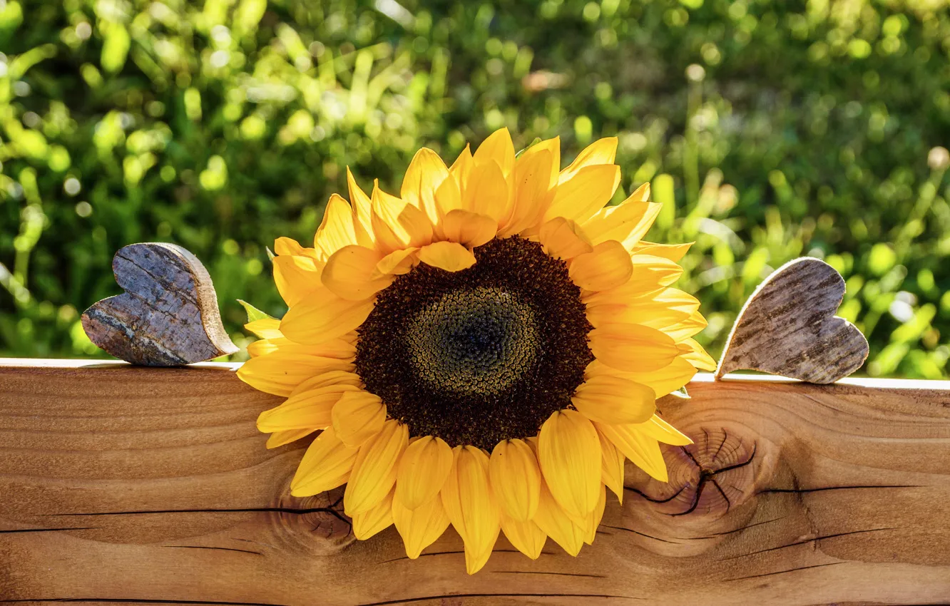Photo wallpaper summer, grass, light, sunflowers, flowers, yellow, heart, Board