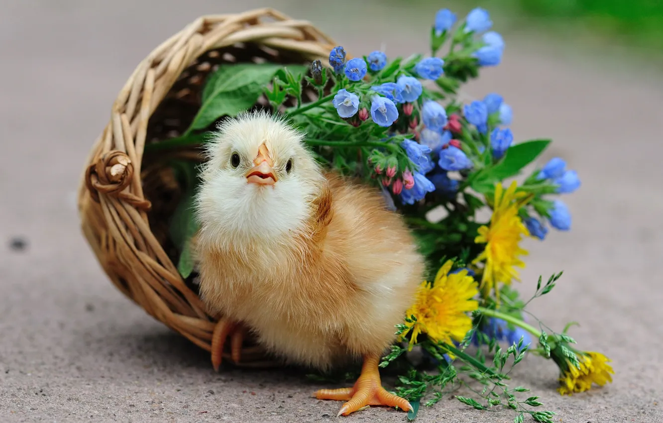 Photo wallpaper flowers, bird, chickens, basket, Chicks