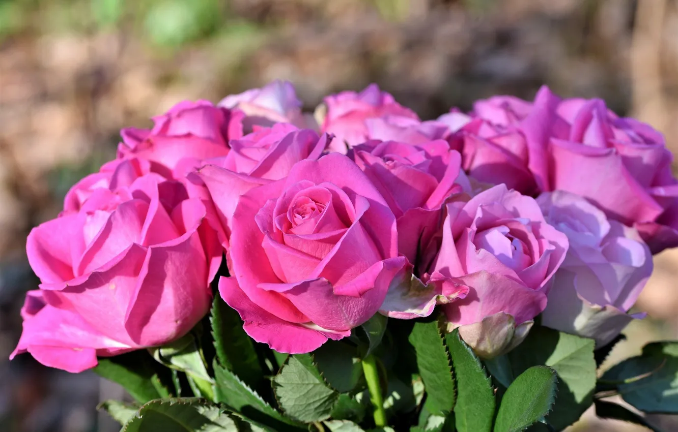 Photo wallpaper roses, bouquet, petals