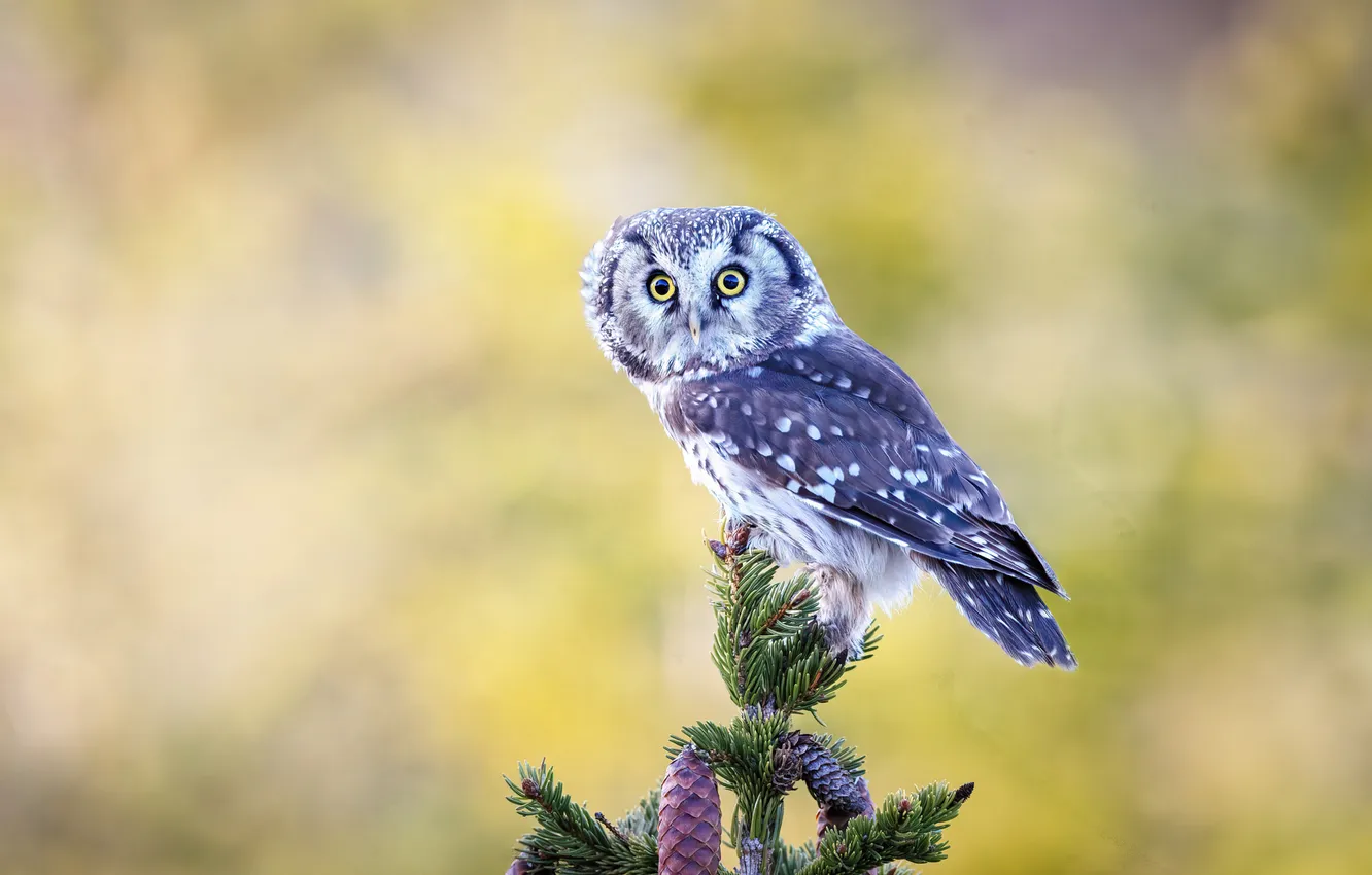 Photo wallpaper look, nature, pose, owl, bird, needles, owl