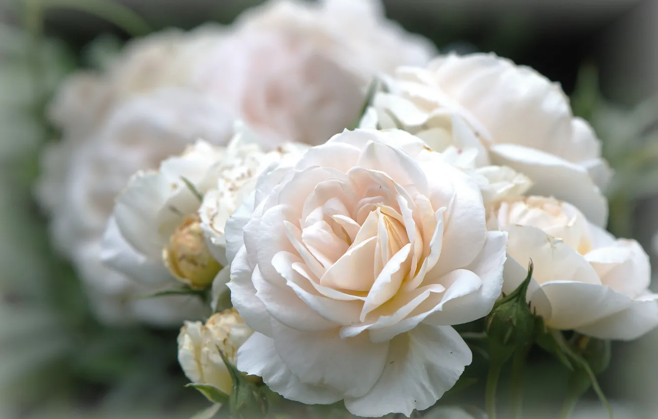 Photo wallpaper macro, flowers, roses, bouquet, blur, white, buds, bokeh