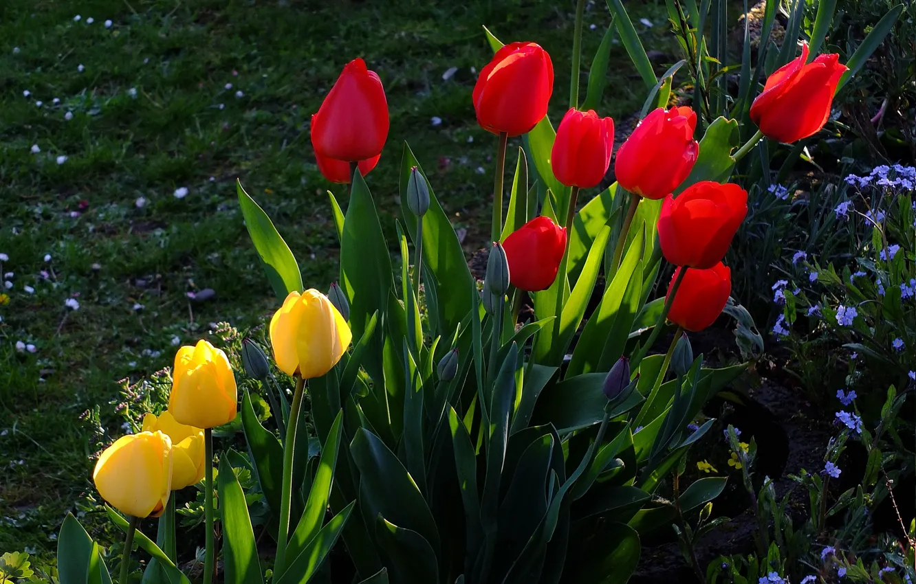 Photo wallpaper greens, grass, leaves, light, flowers, yellow, red, glade