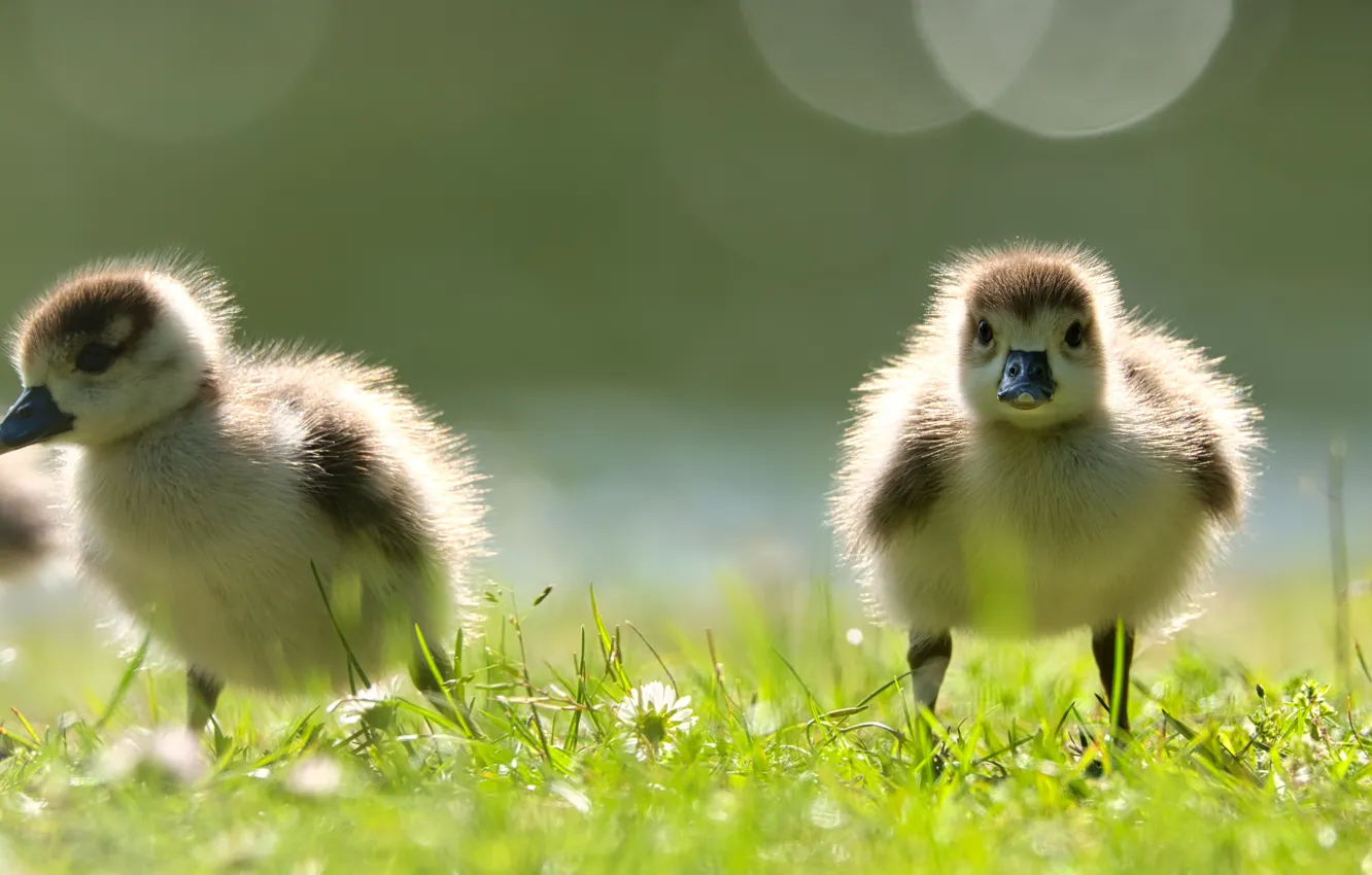Photo wallpaper bird, glade, two, a couple, duck, Chicks