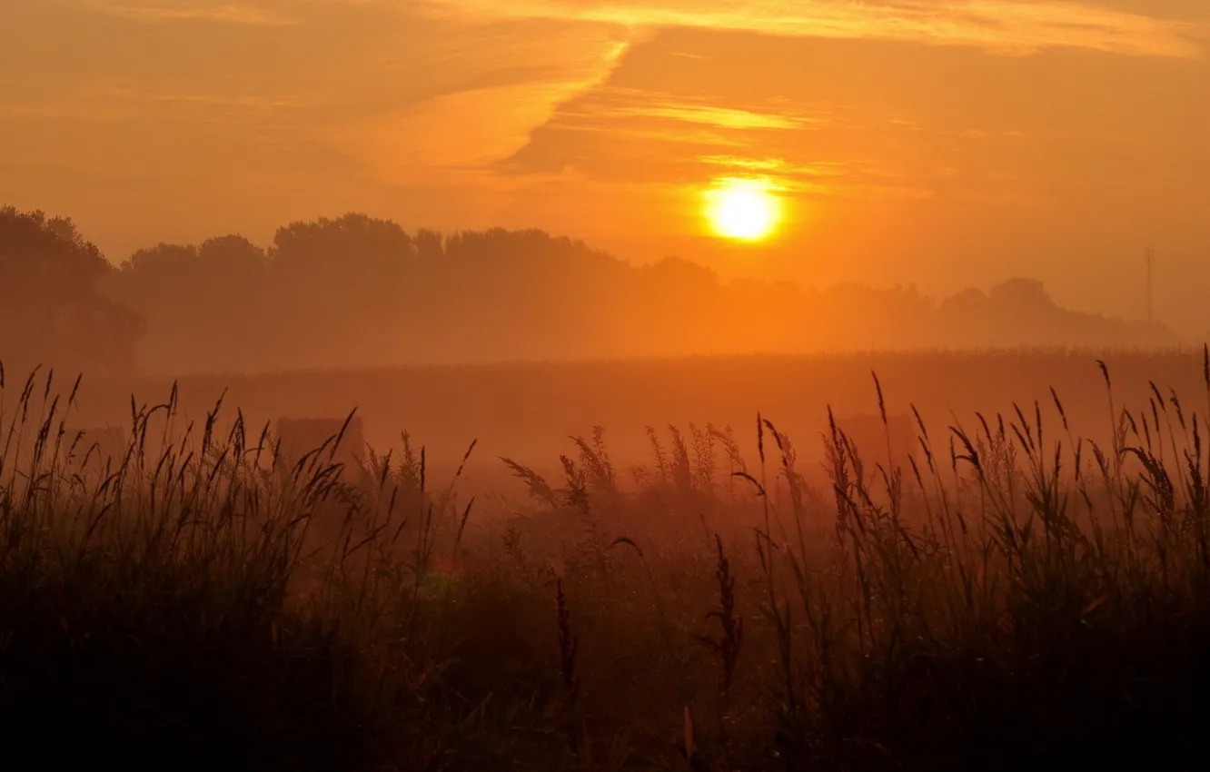 Photo wallpaper field, sunset, nature, the evening