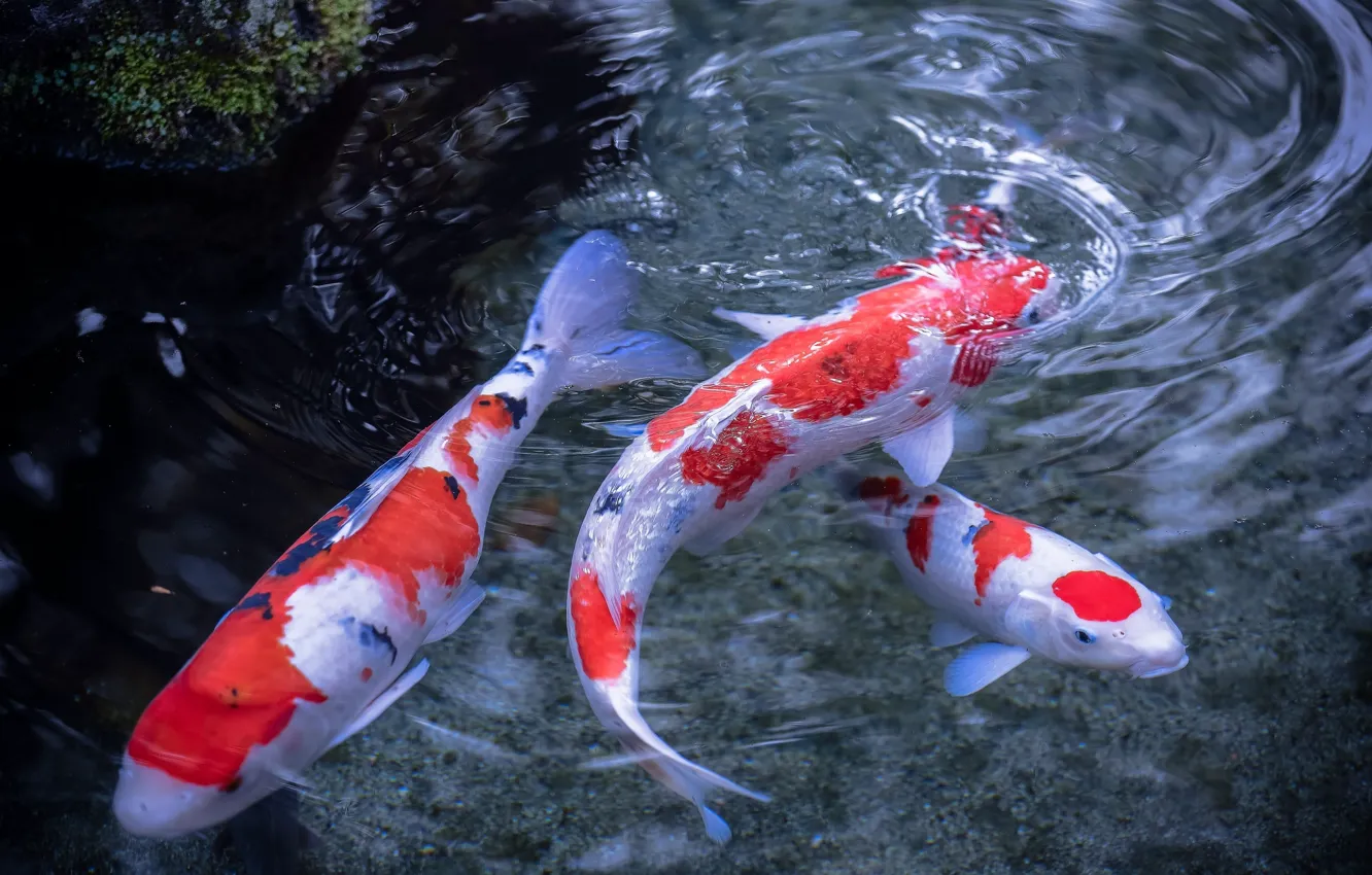 Photo wallpaper water, fish, Japanese carp, koi