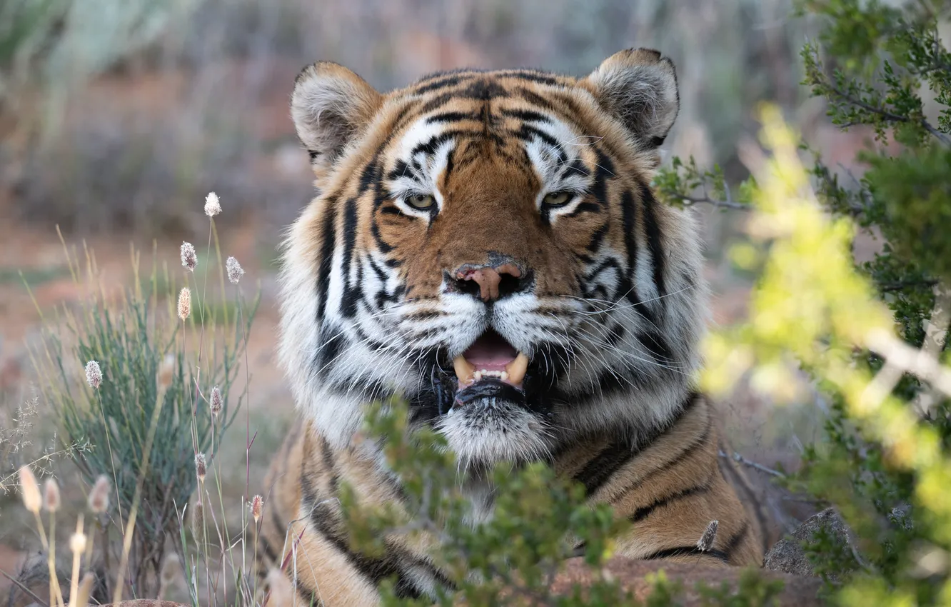 Photo wallpaper grass, look, face, tiger, portrait, wild cat, Alexei Suloev