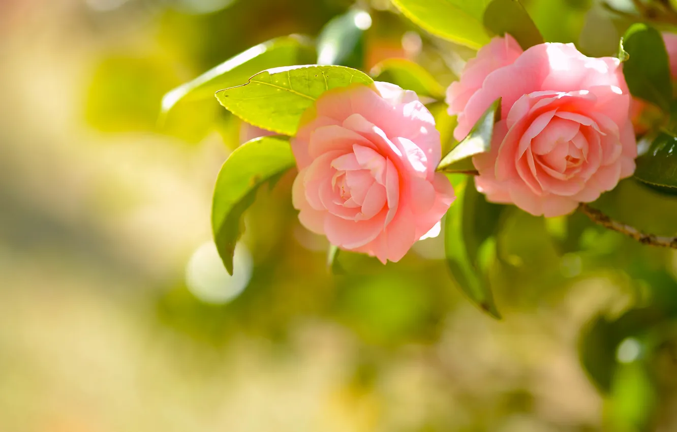 Photo wallpaper macro, bokeh, Camellia
