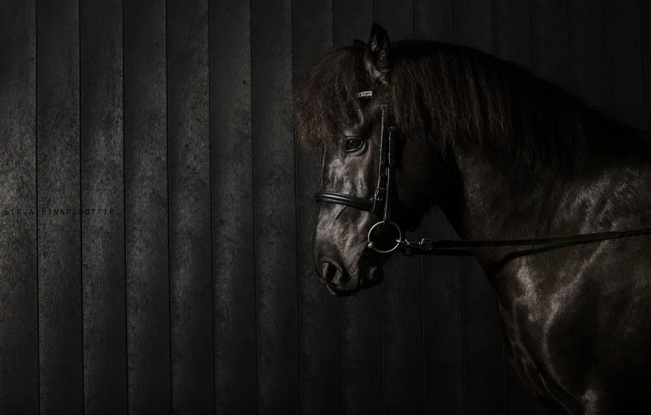 Photo wallpaper background, horse, stall