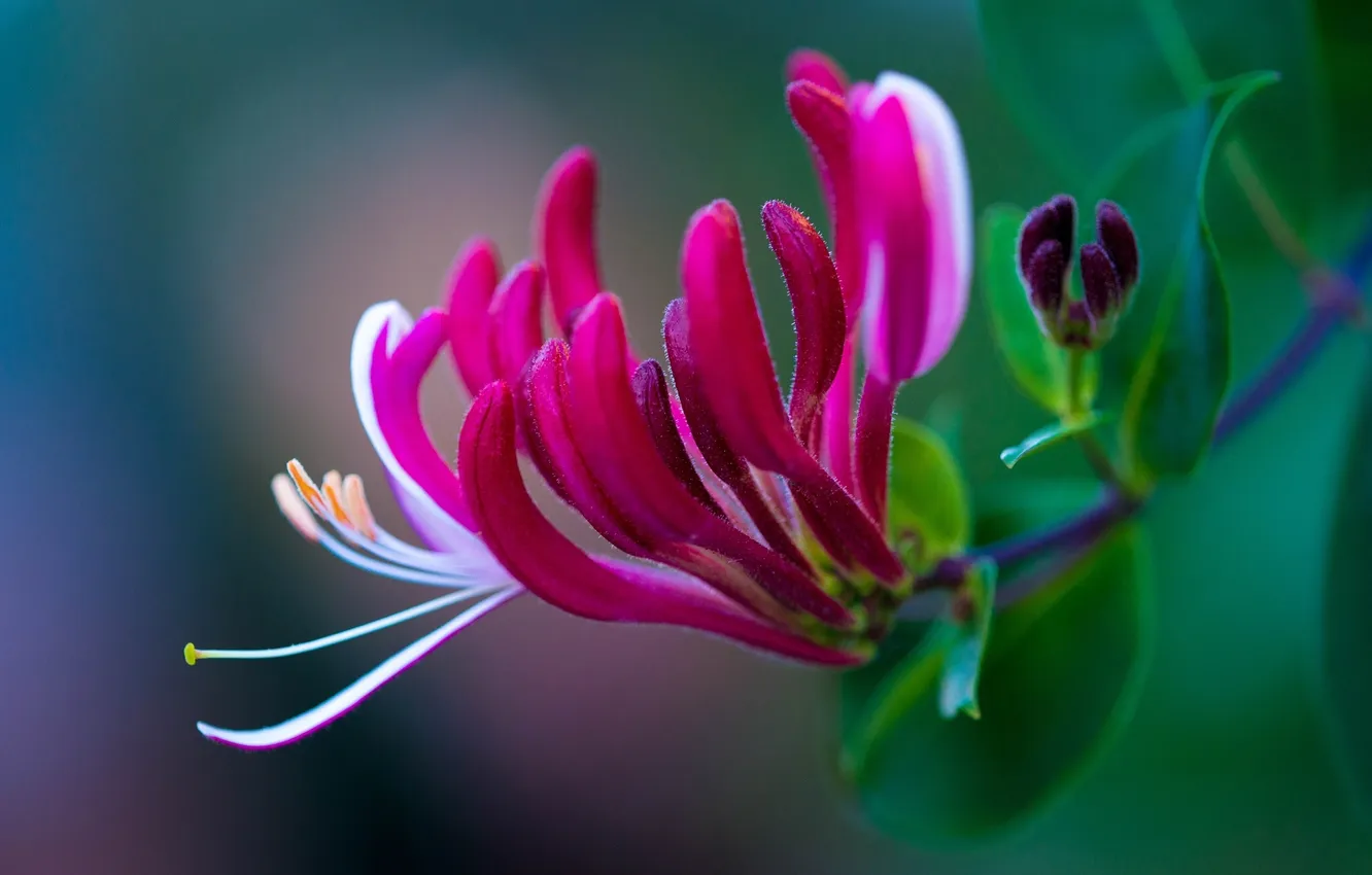 Photo wallpaper macro, petals, exotic, honeysuckle