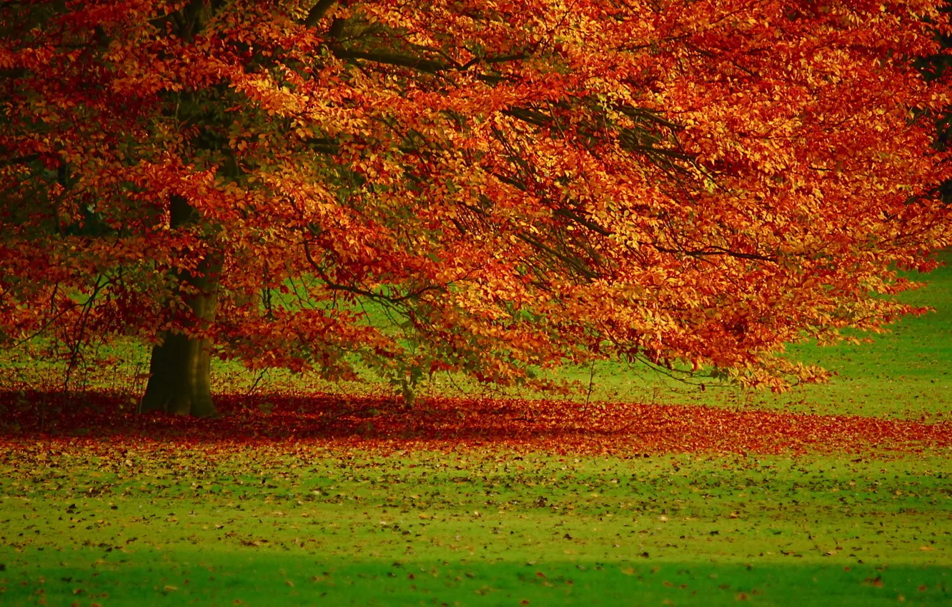 Photo wallpaper autumn, leaves, landscape, nature, tree