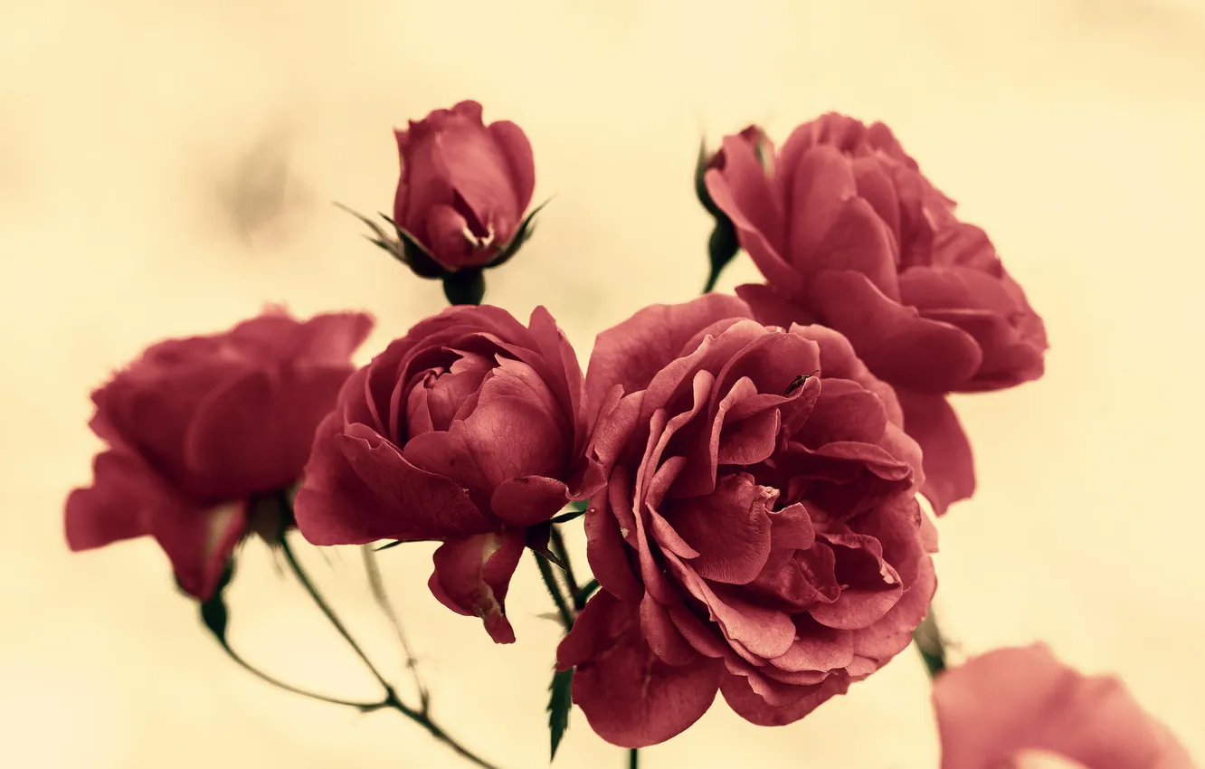 Photo wallpaper flowers, roses, petals