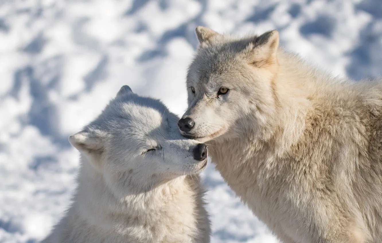 Photo wallpaper nature, background, wolf