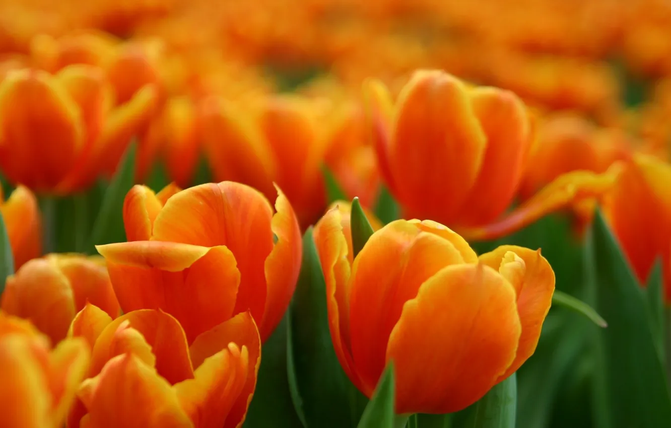 Photo wallpaper flowers, orange, mood, Tulip, rusty mood