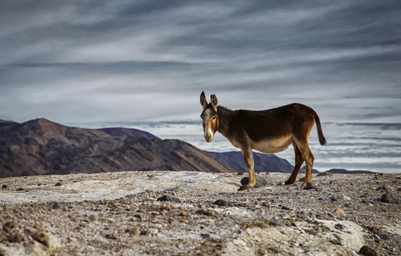 Photo wallpaper desert, Death Valley National Park, Butter