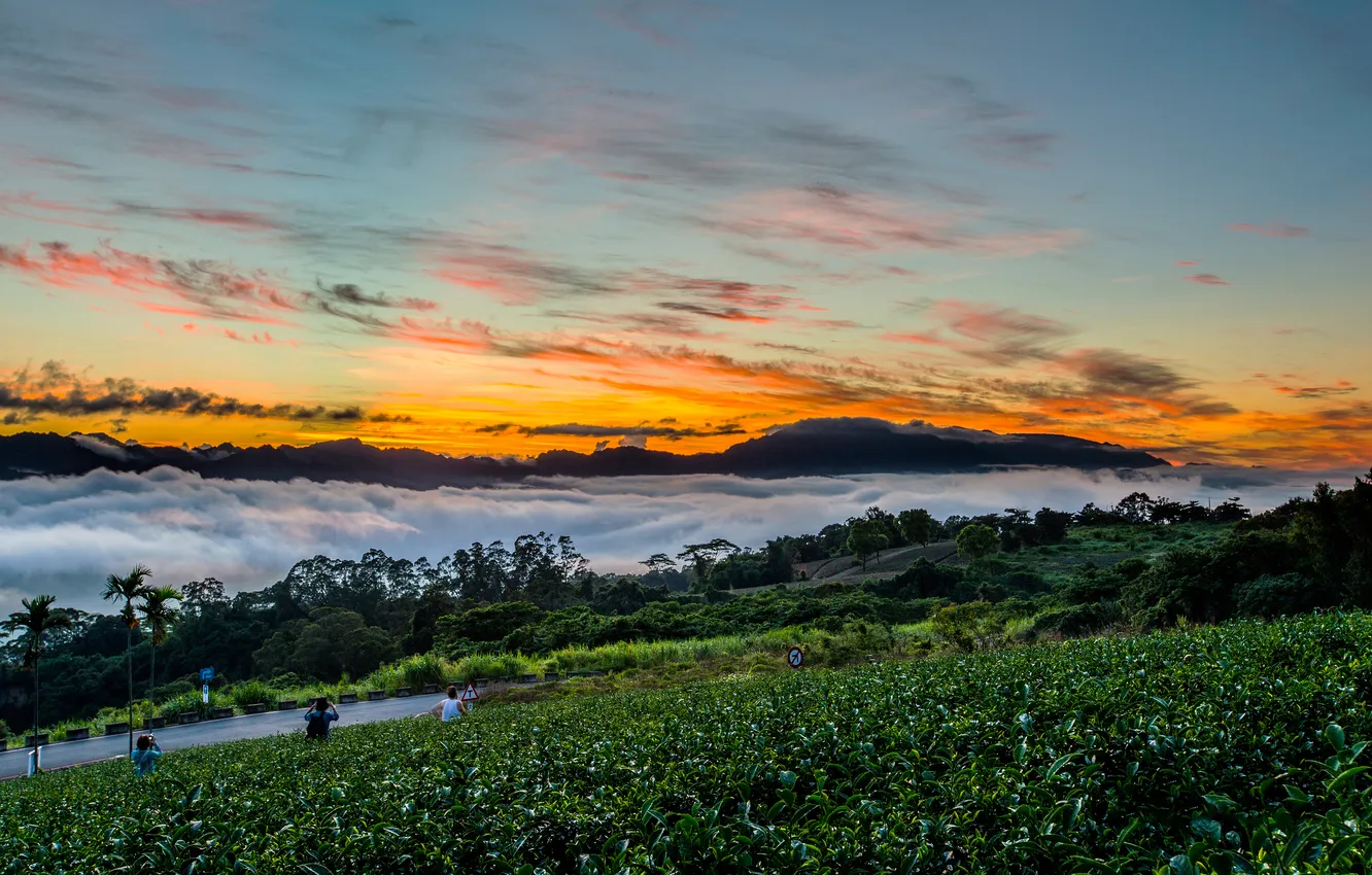 Photo wallpaper road, field, the sky, leaves, clouds, sunset, mountains, fog