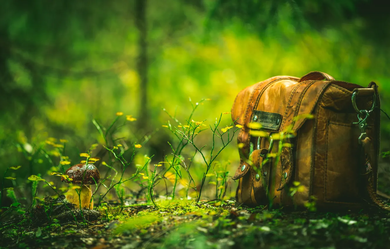 Photo wallpaper forest, nature, mushrooms, bag