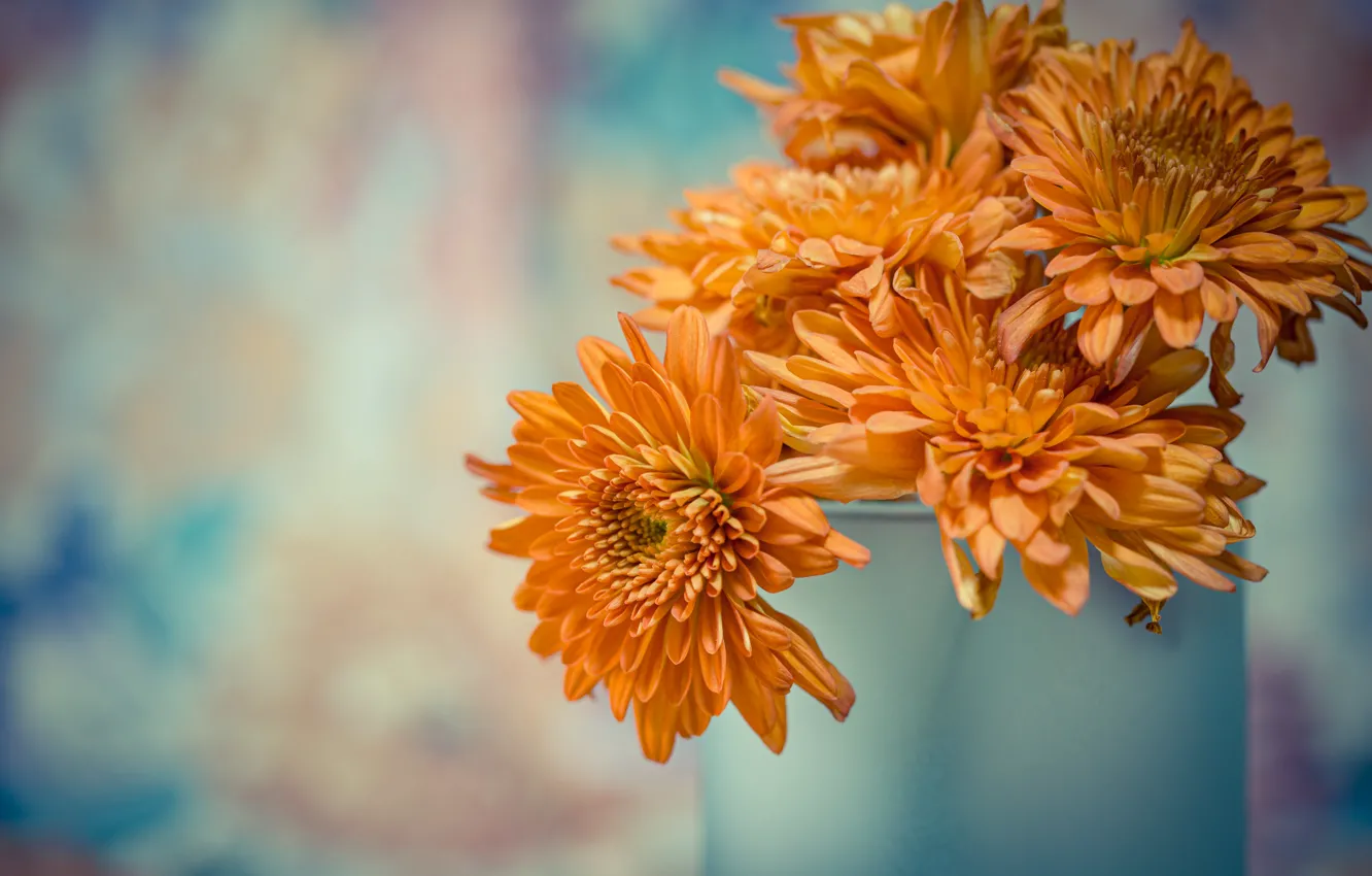 Photo wallpaper orange, chrysanthemum, bokeh
