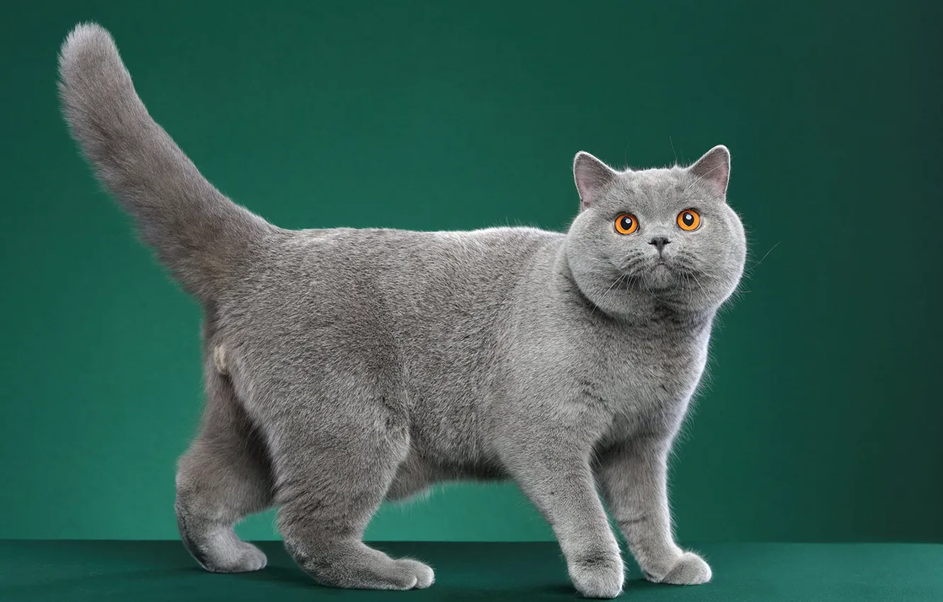 Photo wallpaper cat, cat, look, pose, grey, British