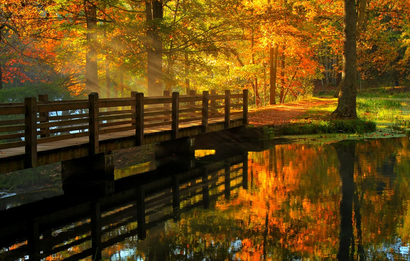 Photo wallpaper autumn, forest, leaves, water, trees, bridge, nature, Park