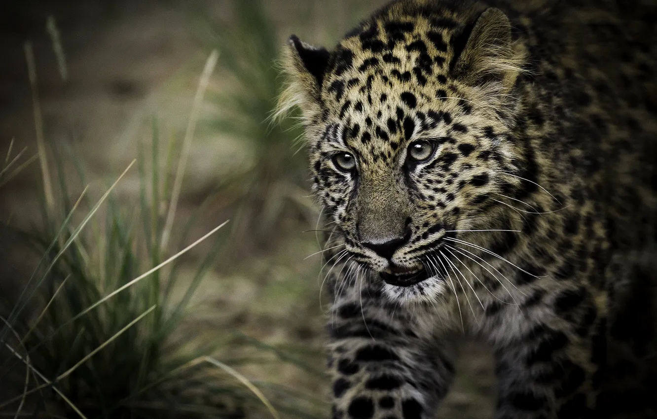 Photo wallpaper predator, spot, leopard