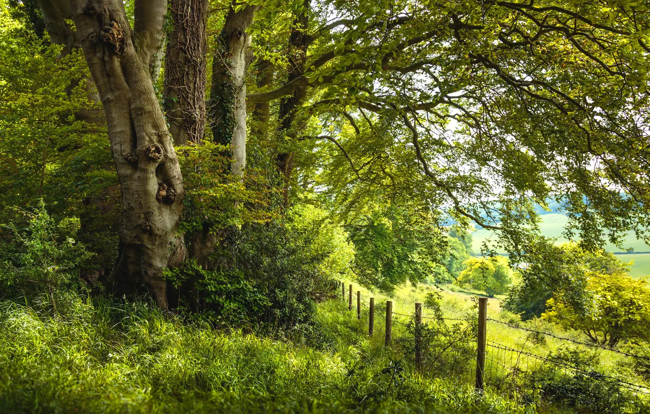 Photo wallpaper greens, summer, grass, trees, branches