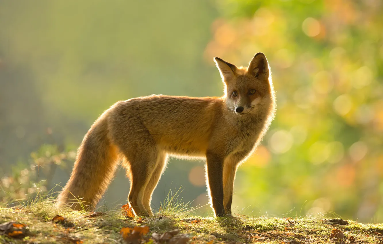 Photo wallpaper autumn, grass, look, face, leaves, light, nature, pose