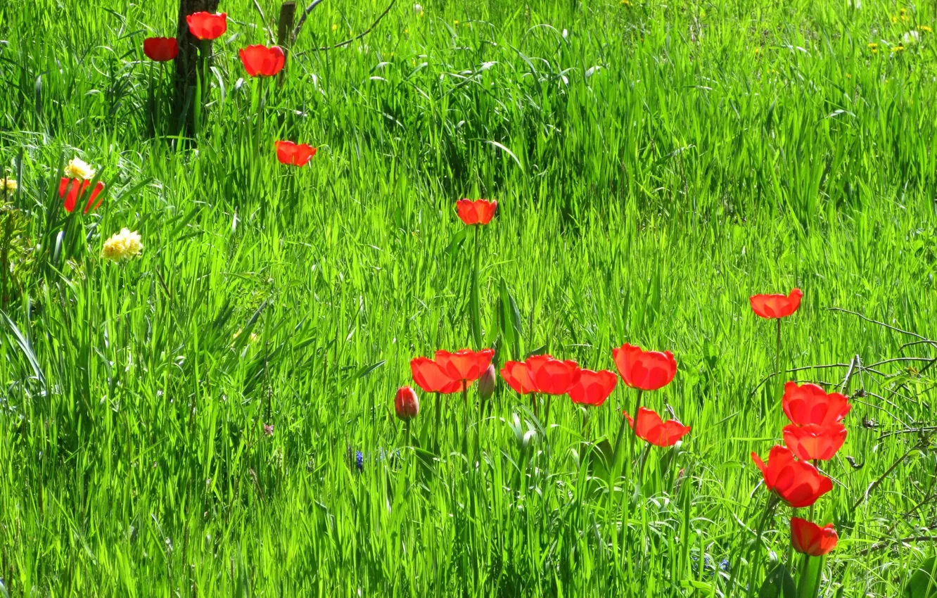 Photo wallpaper grass, tulips, red tulips, spring 2018, Meduzanol ©
