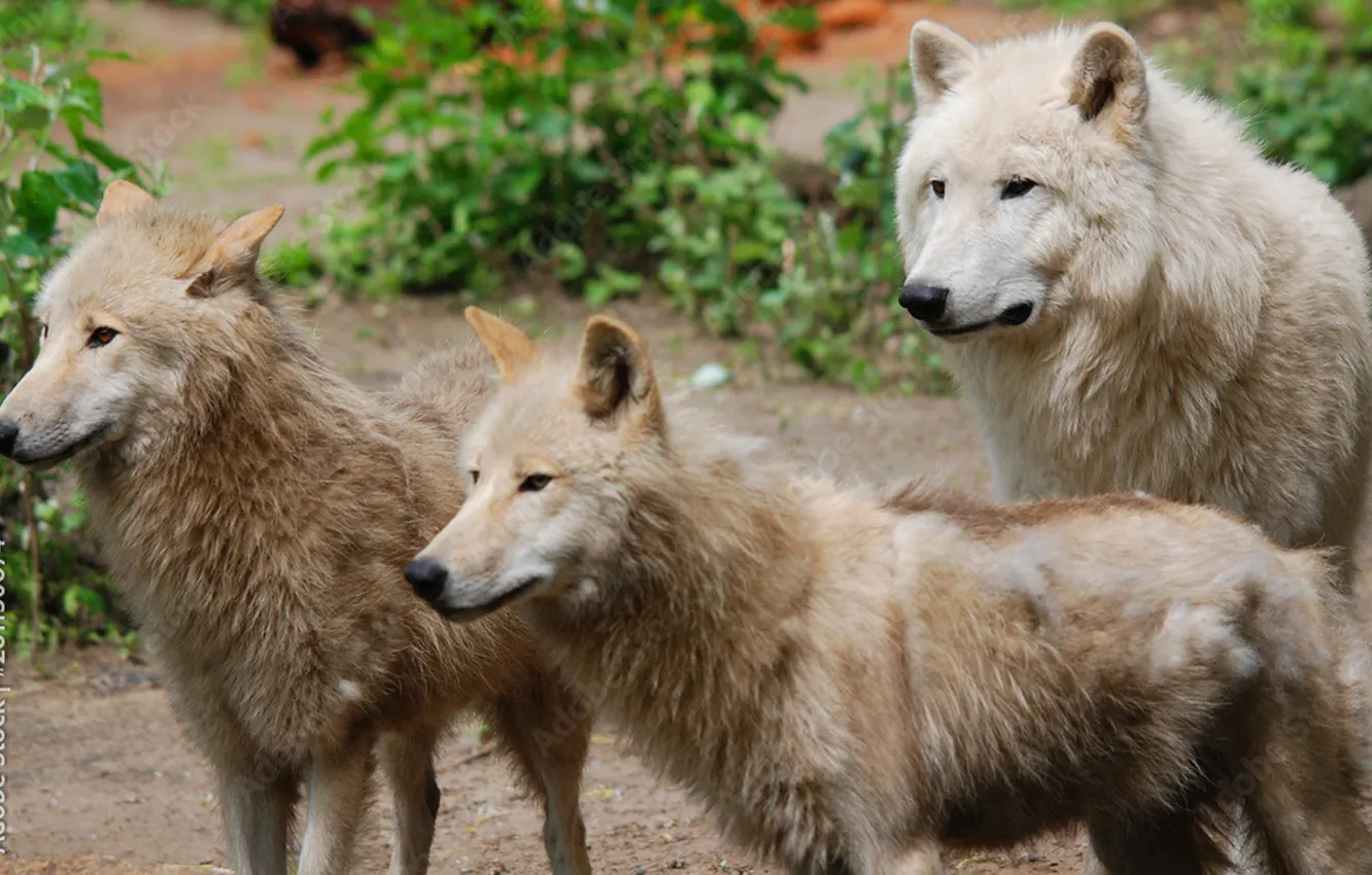 Photo wallpaper nature, face, animal, wolf, wildlife, head, fur, mammal