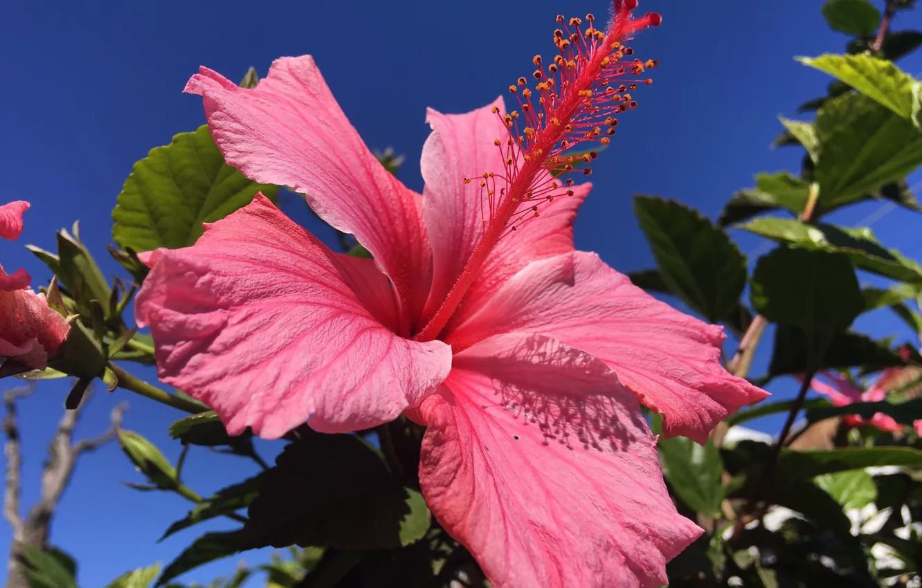 Photo wallpaper the sky, hibiscus, pink hibiscus