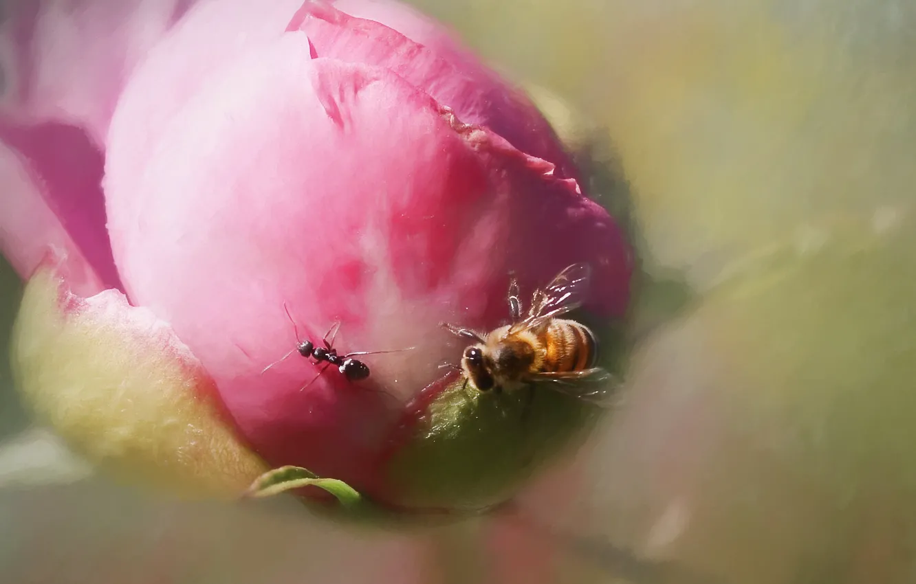 Photo wallpaper macro, bee, ant, peony