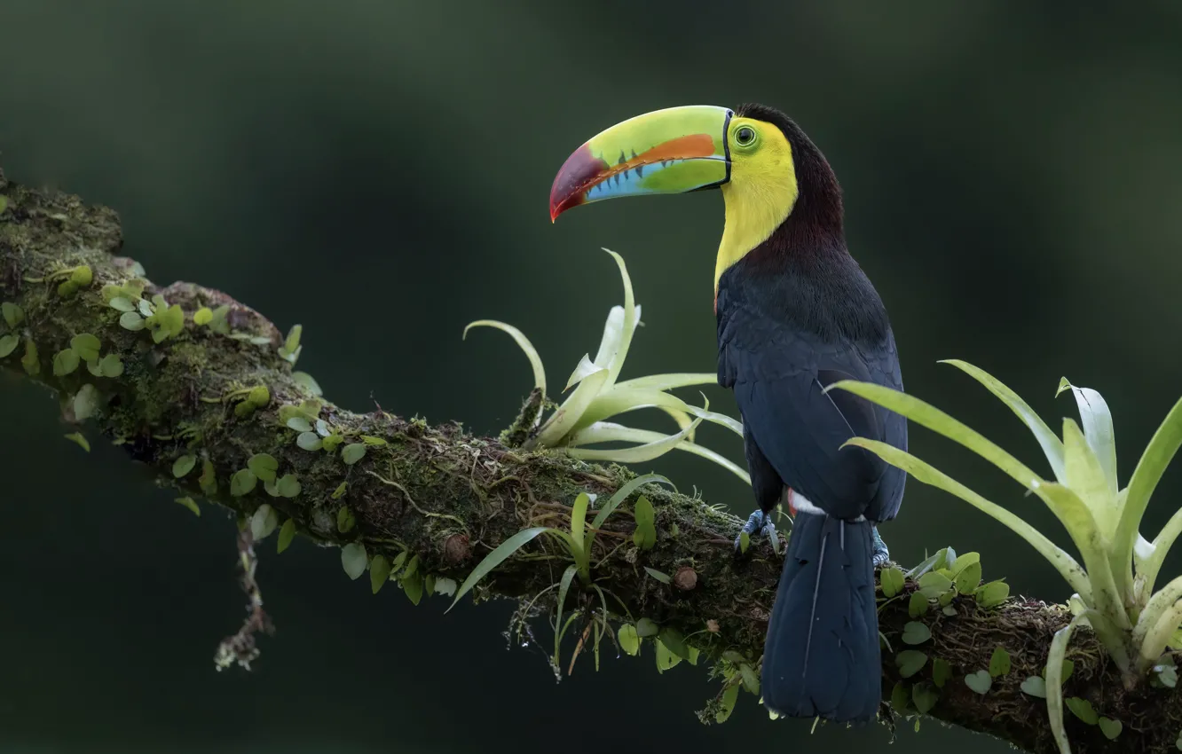Photo wallpaper leaves, branches, bird, Toucan