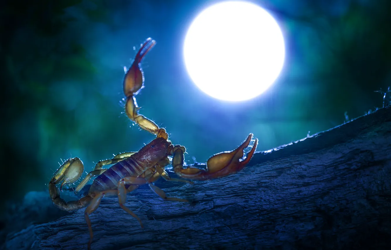 Photo wallpaper the moon, Scorpio, claws