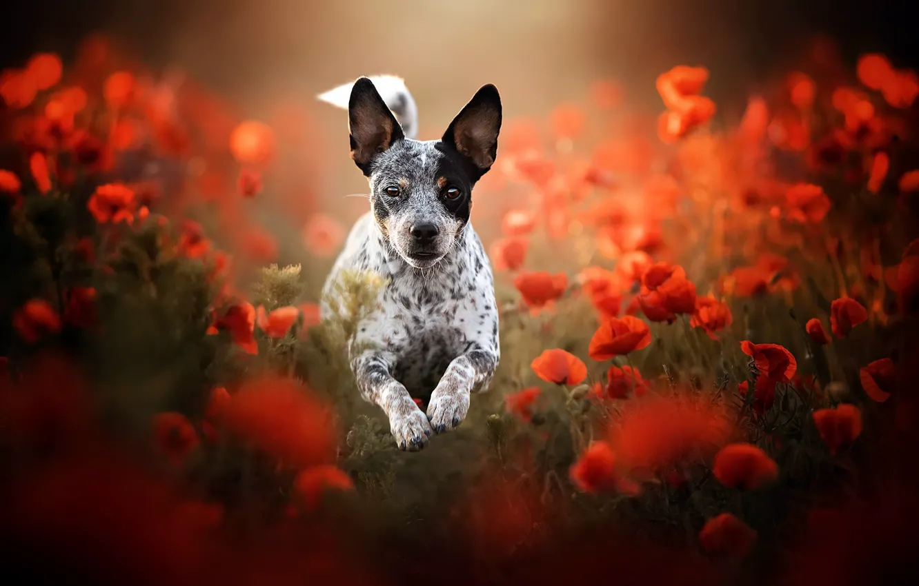 Photo wallpaper each, Maki, dog