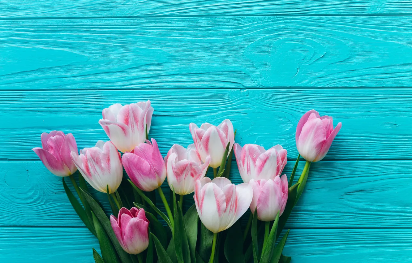Photo wallpaper flowers, spring, tulips, blue background