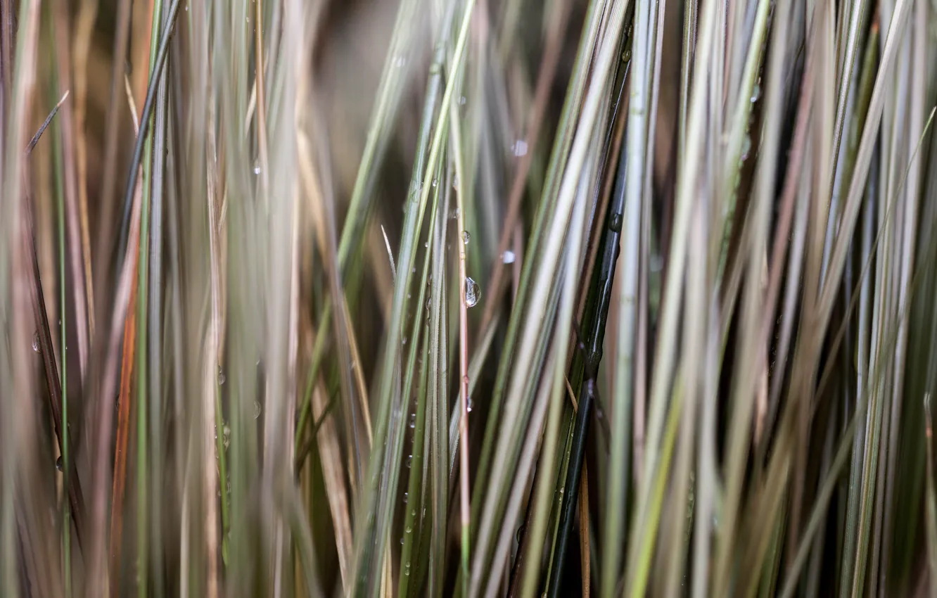 Photo wallpaper grass, drops, macro, blur, grass