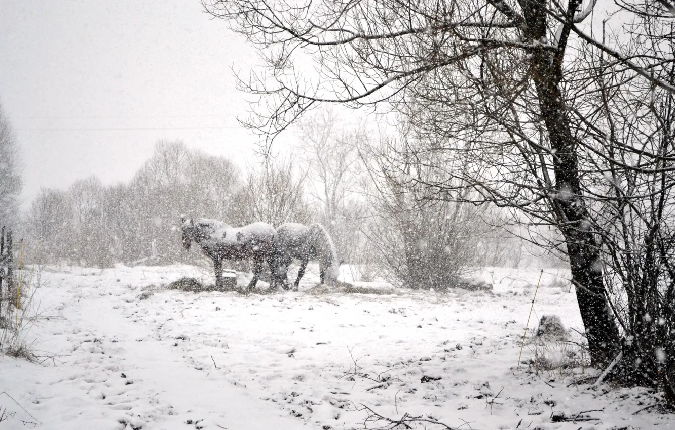 Photo wallpaper winter, snow, horse