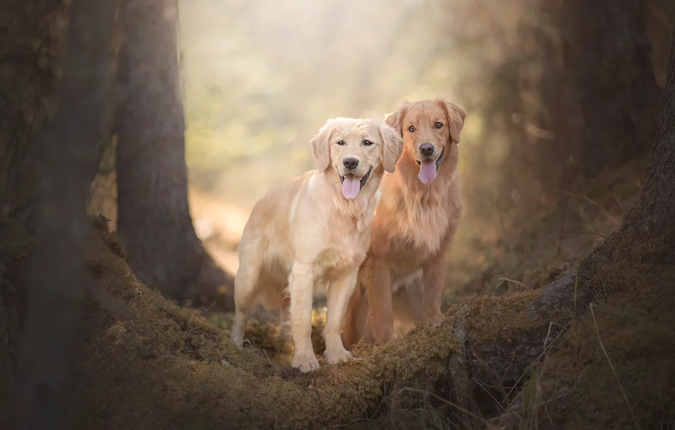 Photo wallpaper dogs, pair, bokeh, two dogs, Golden Retriever, Golden Retriever
