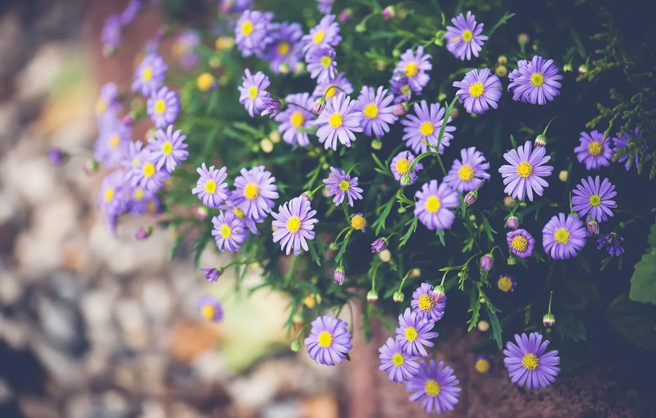 Photo wallpaper lilac, asters, Tatar