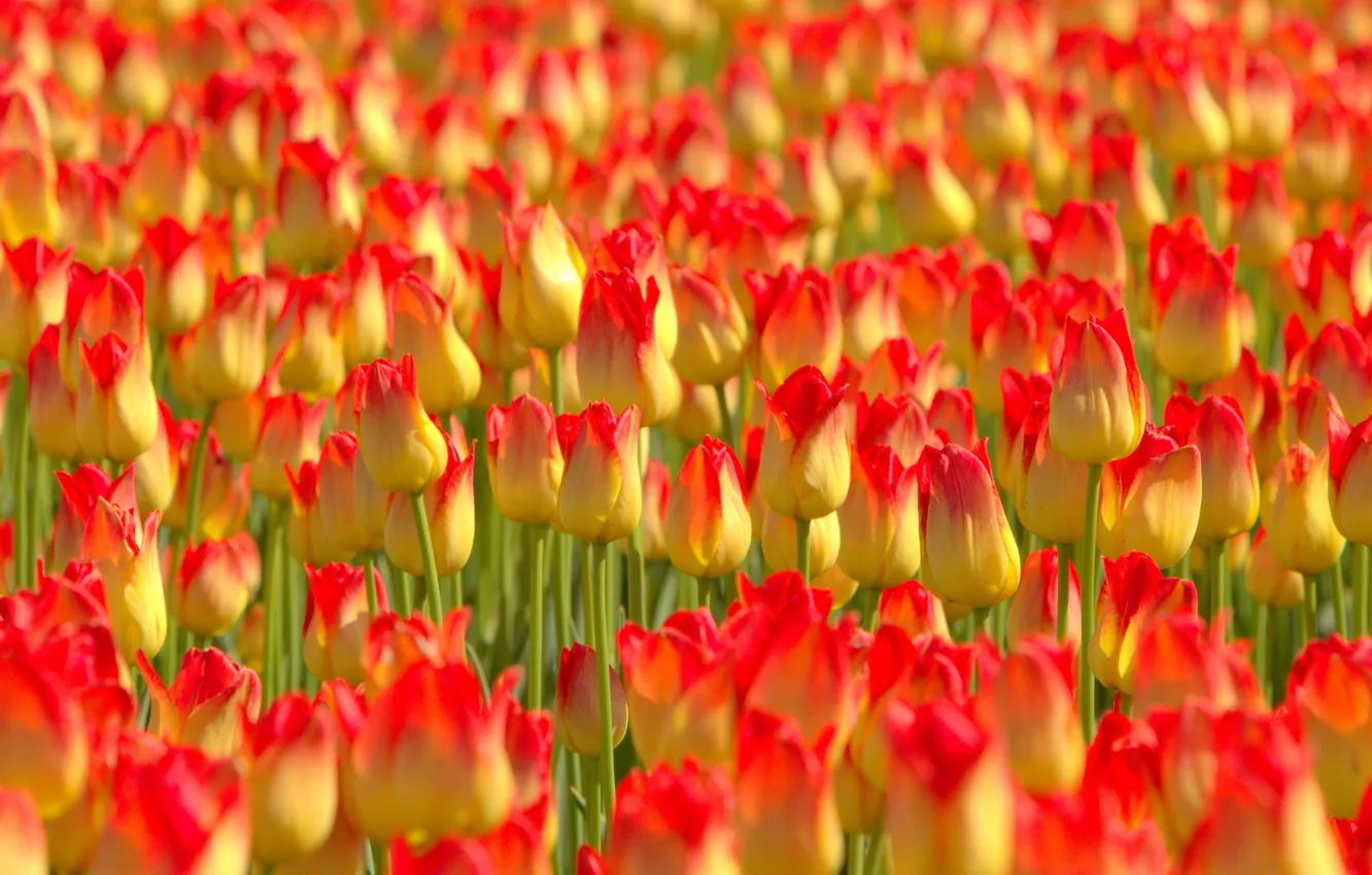 Photo wallpaper summer, flowers, tulips