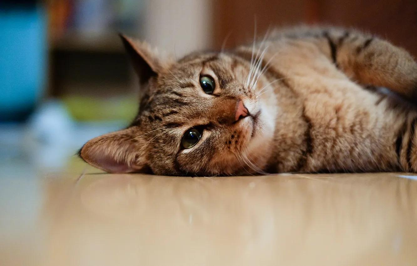 Photo wallpaper cat, face, floor, Kote, lying