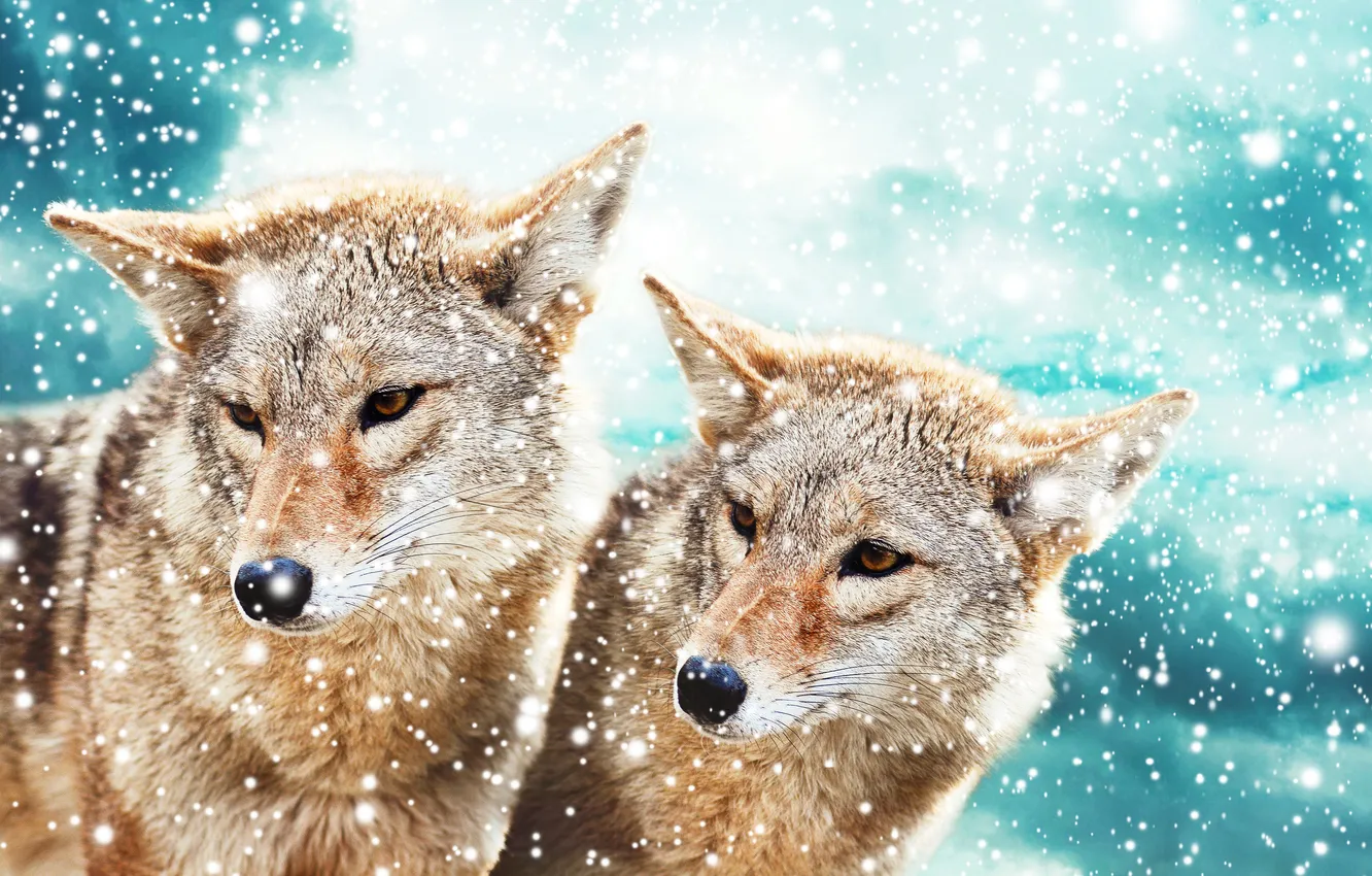 Photo wallpaper look, face, snow, pair, coyote