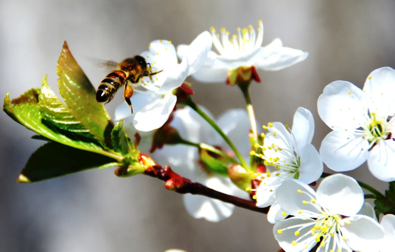 Photo wallpaper bee, spring, Apple, in bloom